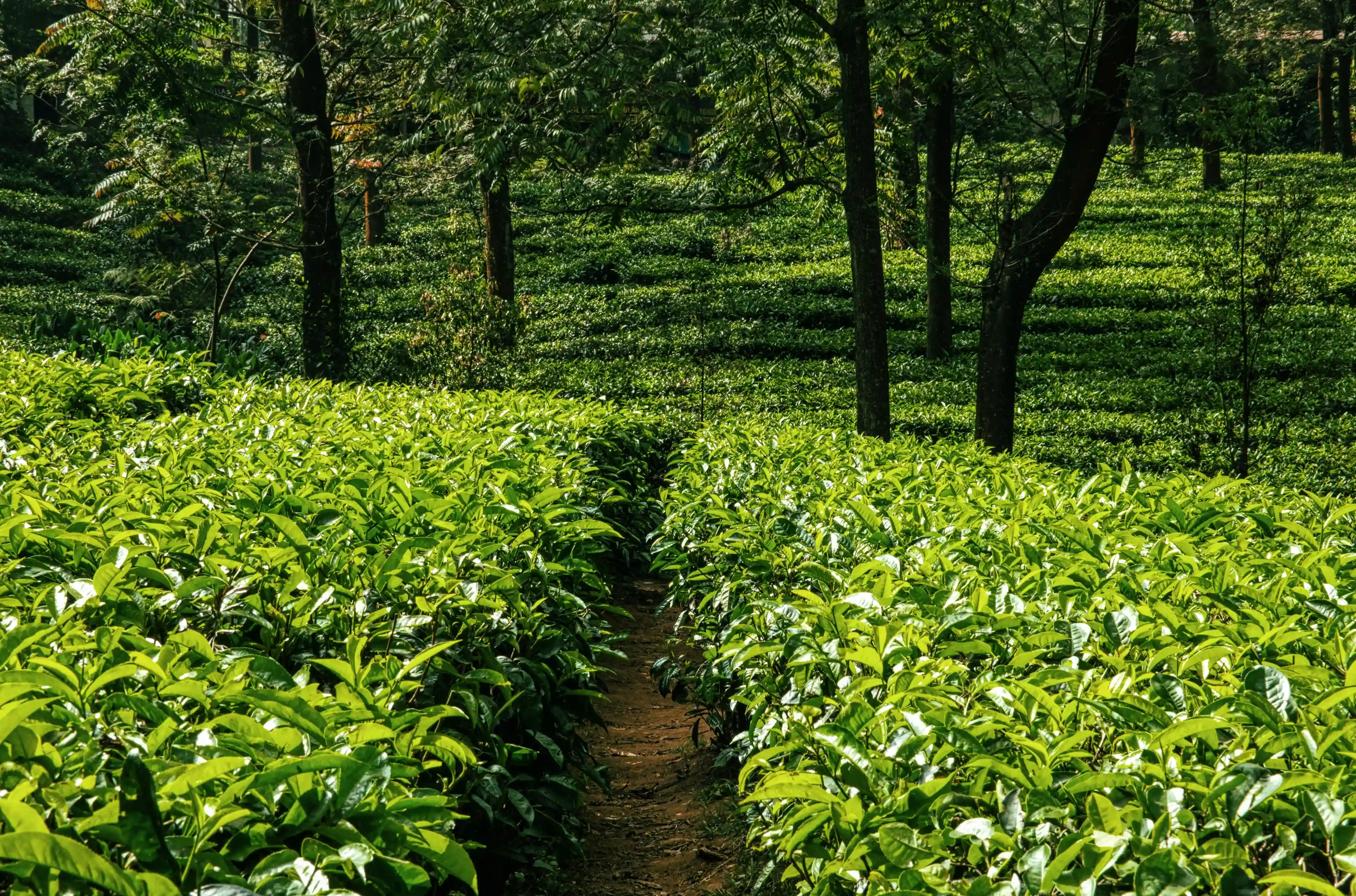 Kerala's Hidden Beauty